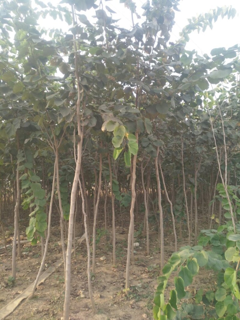巨紫荆