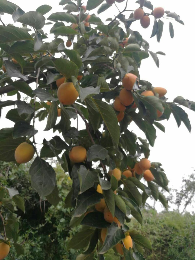 富平霜降柿饼预售