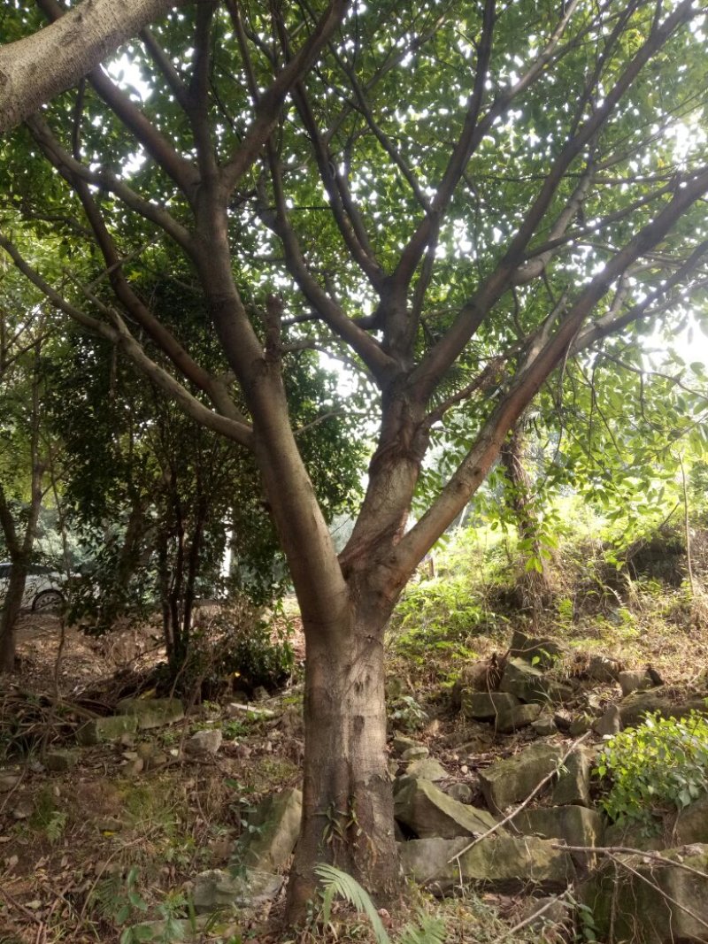 黄葛树，乔木，各种规格都有，常年供应2-100公分