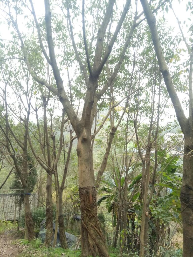黄葛树，乔木，各种规格都有，常年供应2-100公分