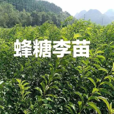 蜂糖李子苗蜂糖李苗原产地正宗蜂糖李子苗蜂糖李苗