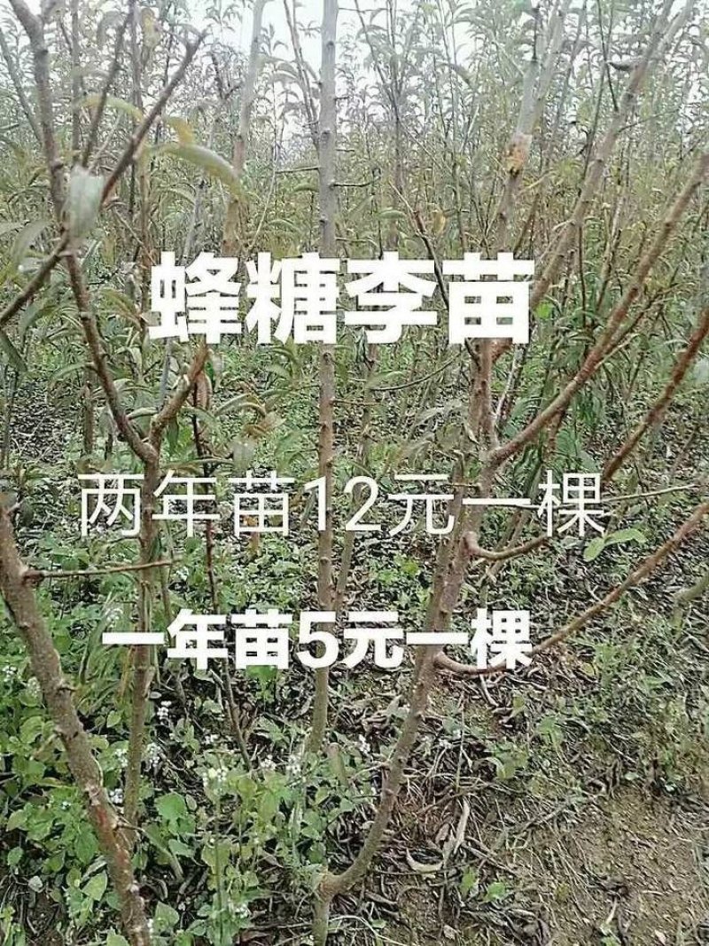 蜂糖李苗贵州六马蜂糖李苗原产地蜂糖李苗