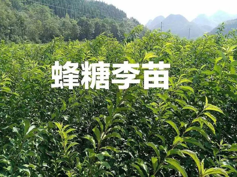 蜂糖李苗贵州六马蜂糖李苗原产地蜂糖李苗