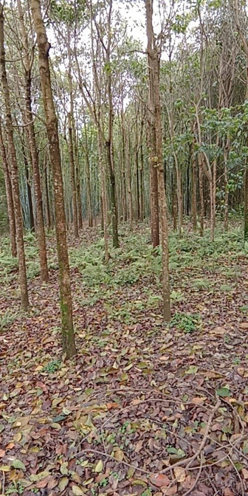 清理三十多亩杀头货秋风树杀头时间一至三年以上