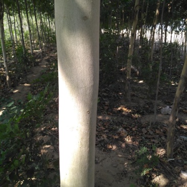 法桐