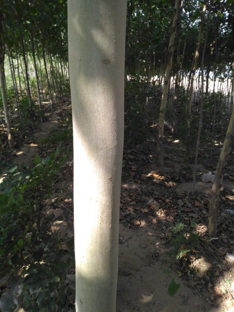 法桐