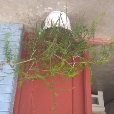 北方红豆衫