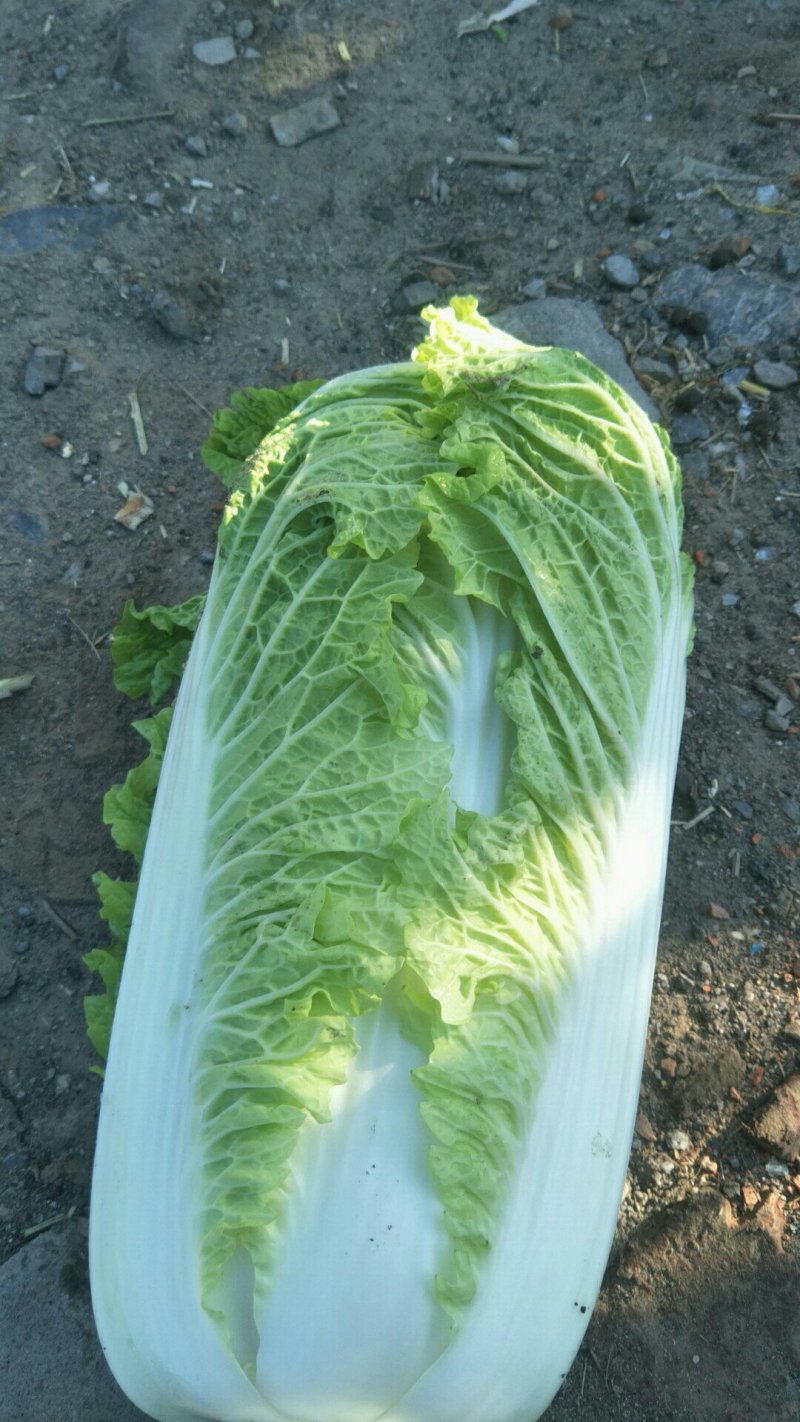 大白菜玉田大白菜大量上市，有北京三号，秋绿，大小黄心菜，