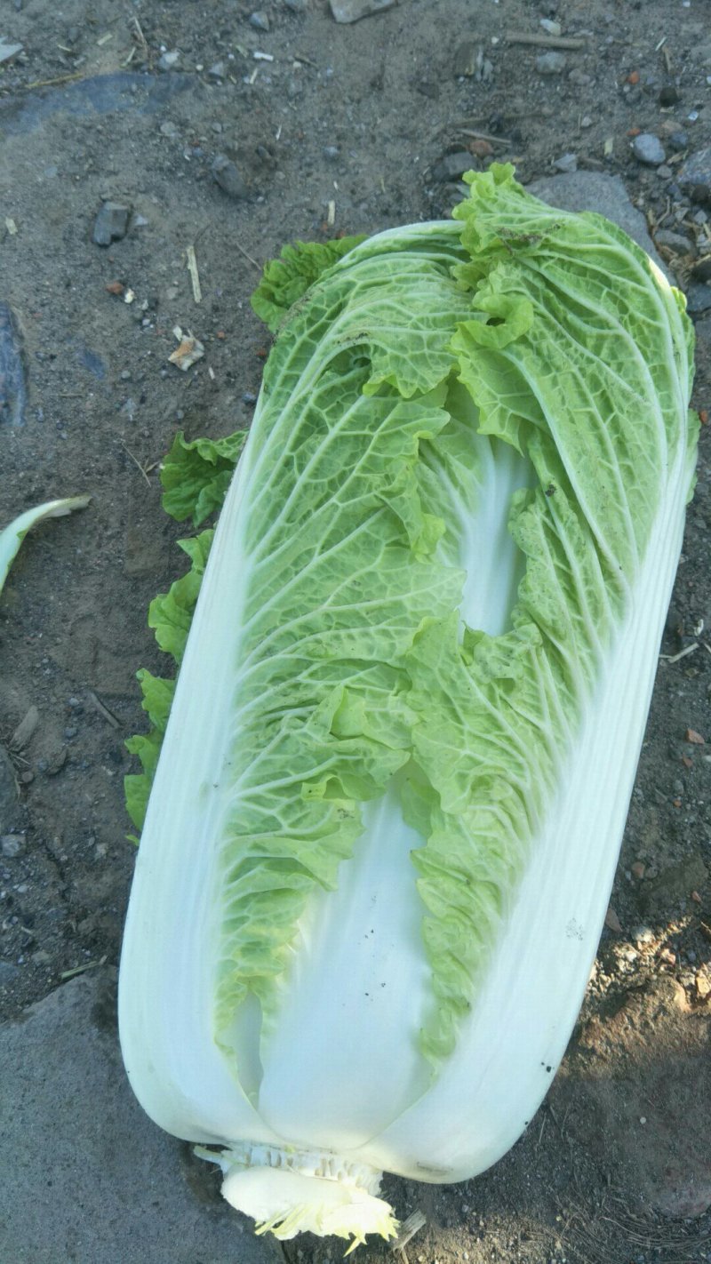 大白菜玉田大白菜大量上市，有北京三号，秋绿，大小黄心菜，