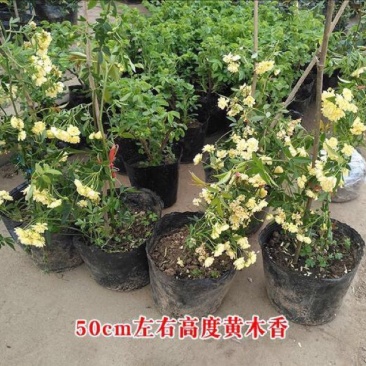 木香花苗黄木香四季常青浓香白木香庭院爬藤植物花卉七里香