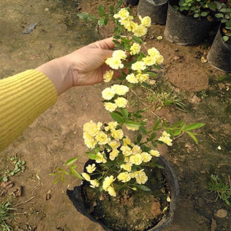 木香花苗黄木香四季常青浓香白木香庭院爬藤植物花卉七里香