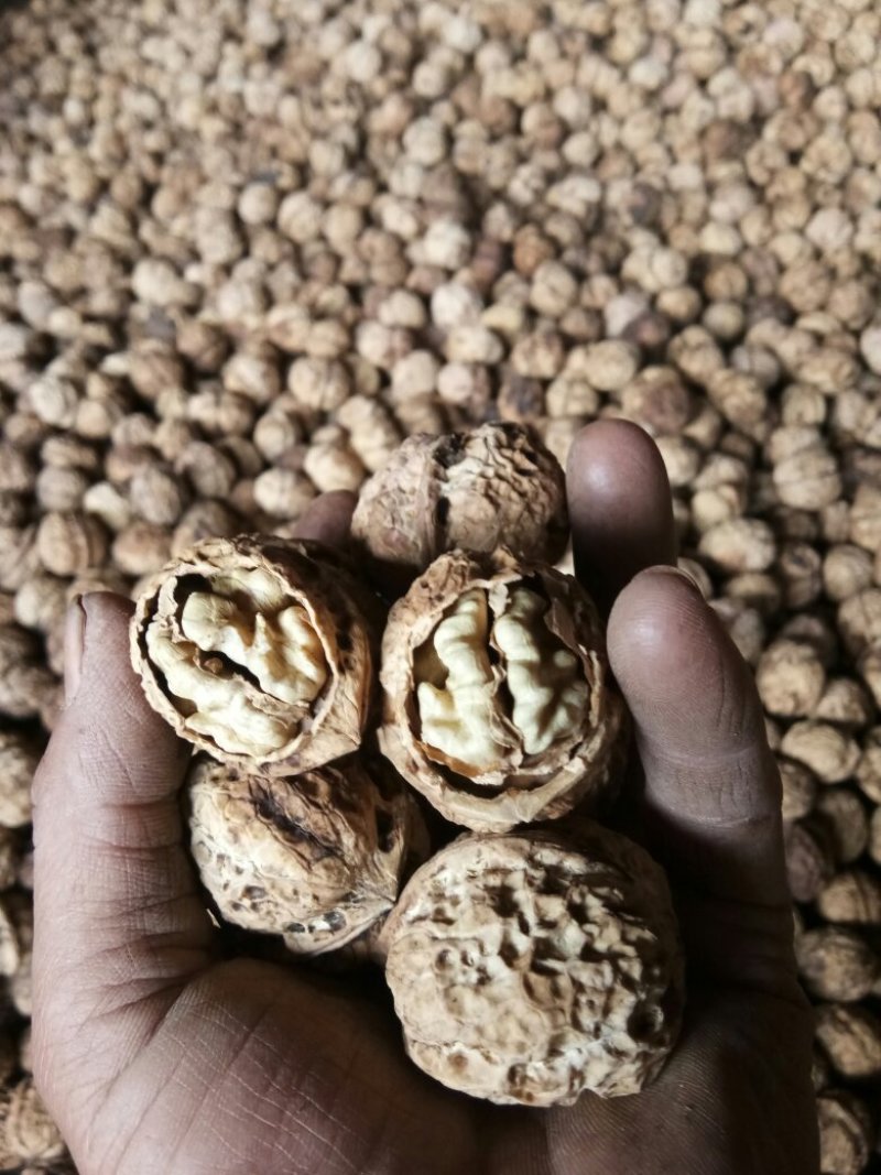云南大理大泡薄皮核桃厂家直发质量保证量大从优