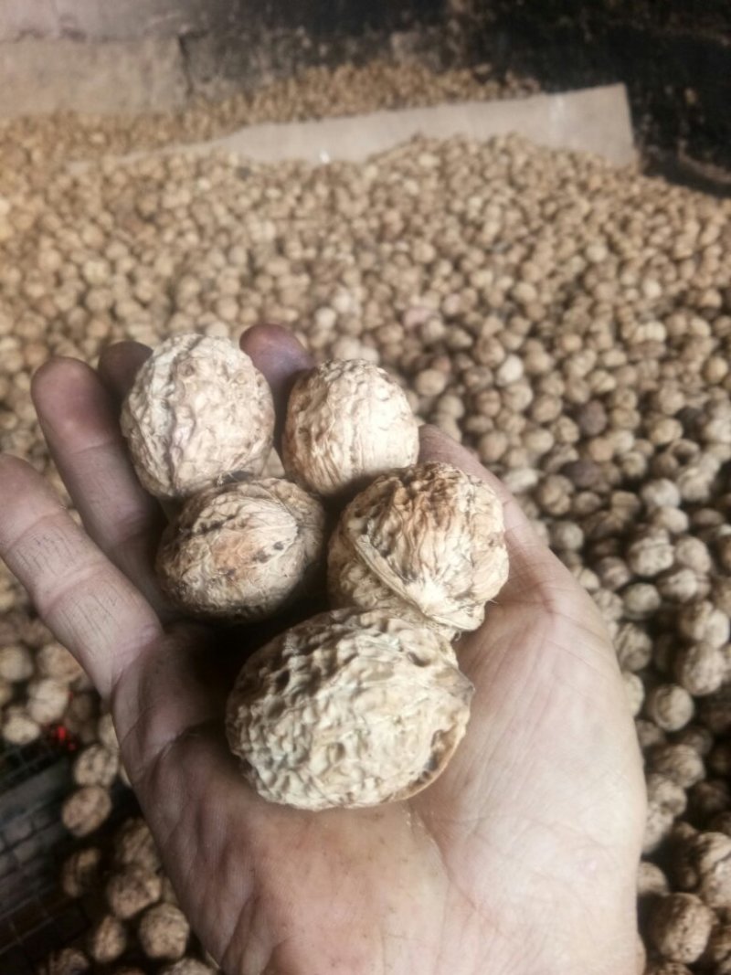 云南大理大泡薄皮核桃厂家直发质量保证量大从优
