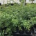 木香花苗浓香四季开花红木香耐寒庭院攀爬植物红花蔷薇黄木香