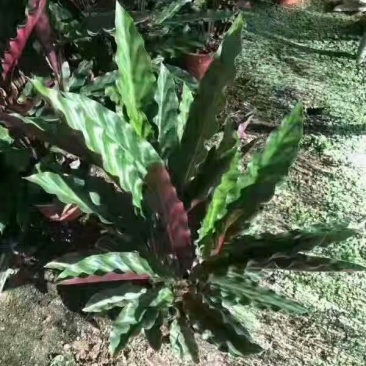 波浪竹芋