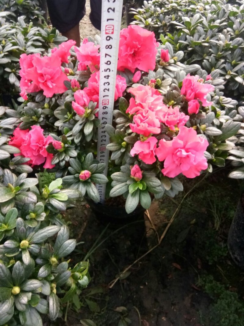 杜鹃花
