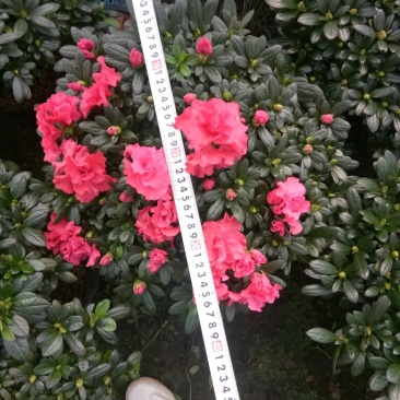 杜鹃花