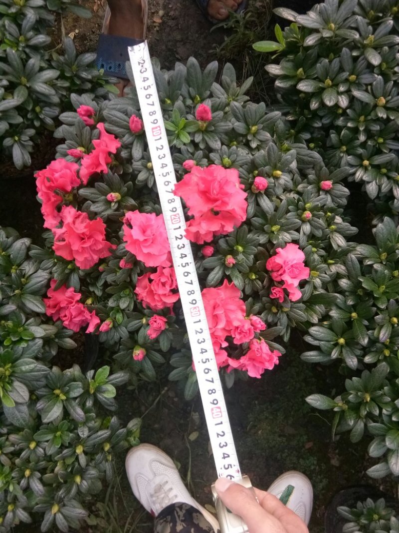 杜鹃花
