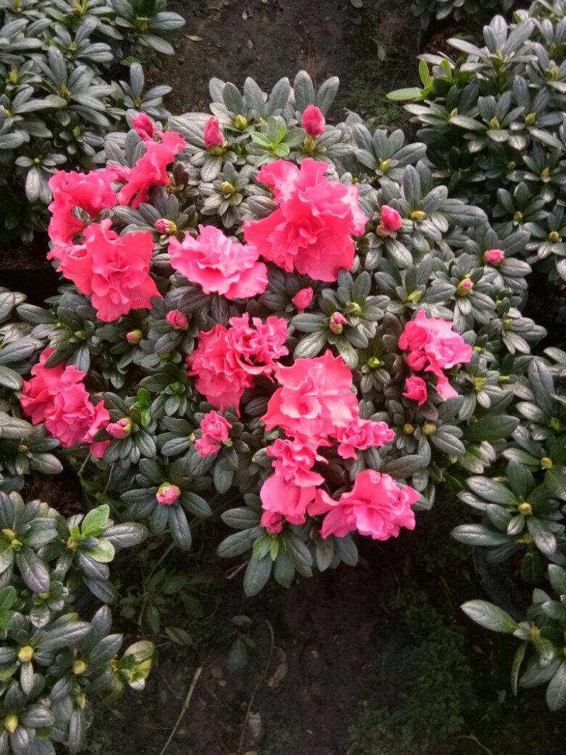 杜鹃花
