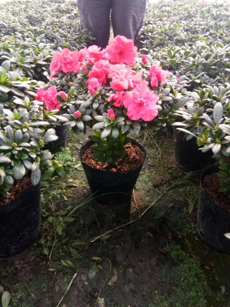 杜鹃花