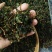 第一正味、铁观音茶