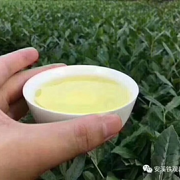 第一正味、铁观音茶