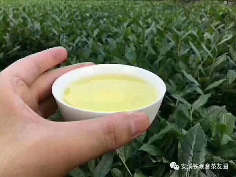 第一正味、铁观音茶