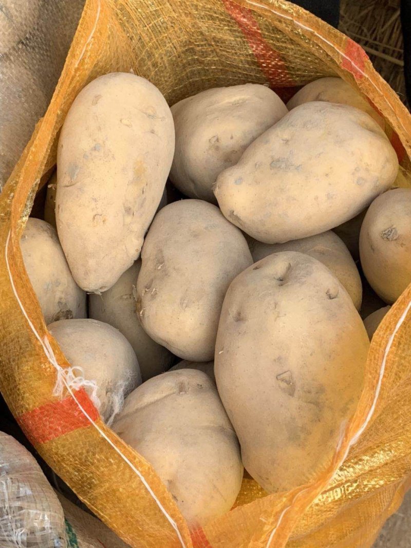 甘肃土豆，陇薯7，10，青薯9