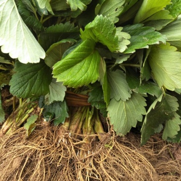 红颜草莓苗红霞九九巧克力草莓大叶红颜
