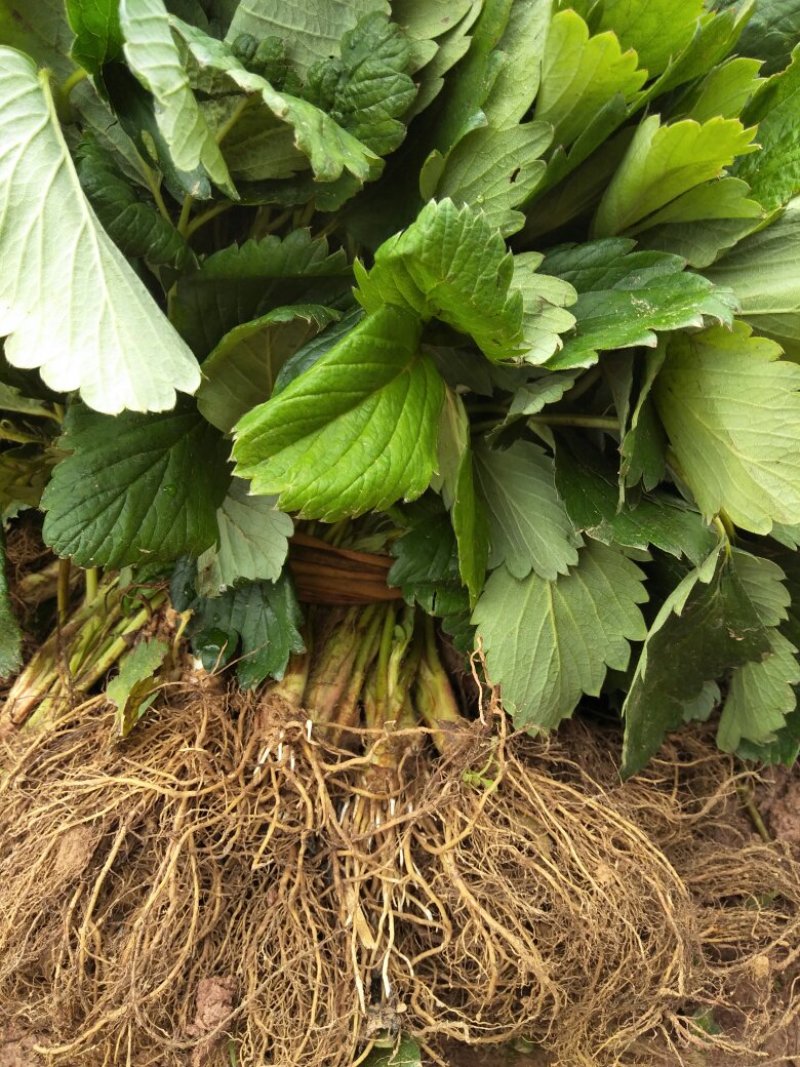 红颜草莓苗红霞九九巧克力草莓大叶红颜