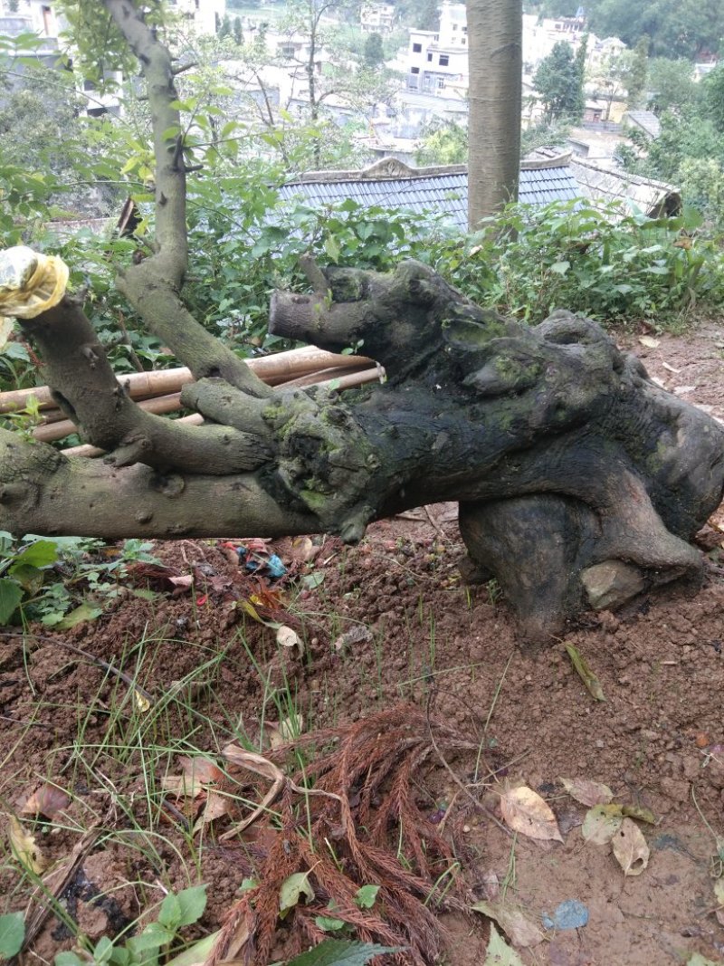 金弹子