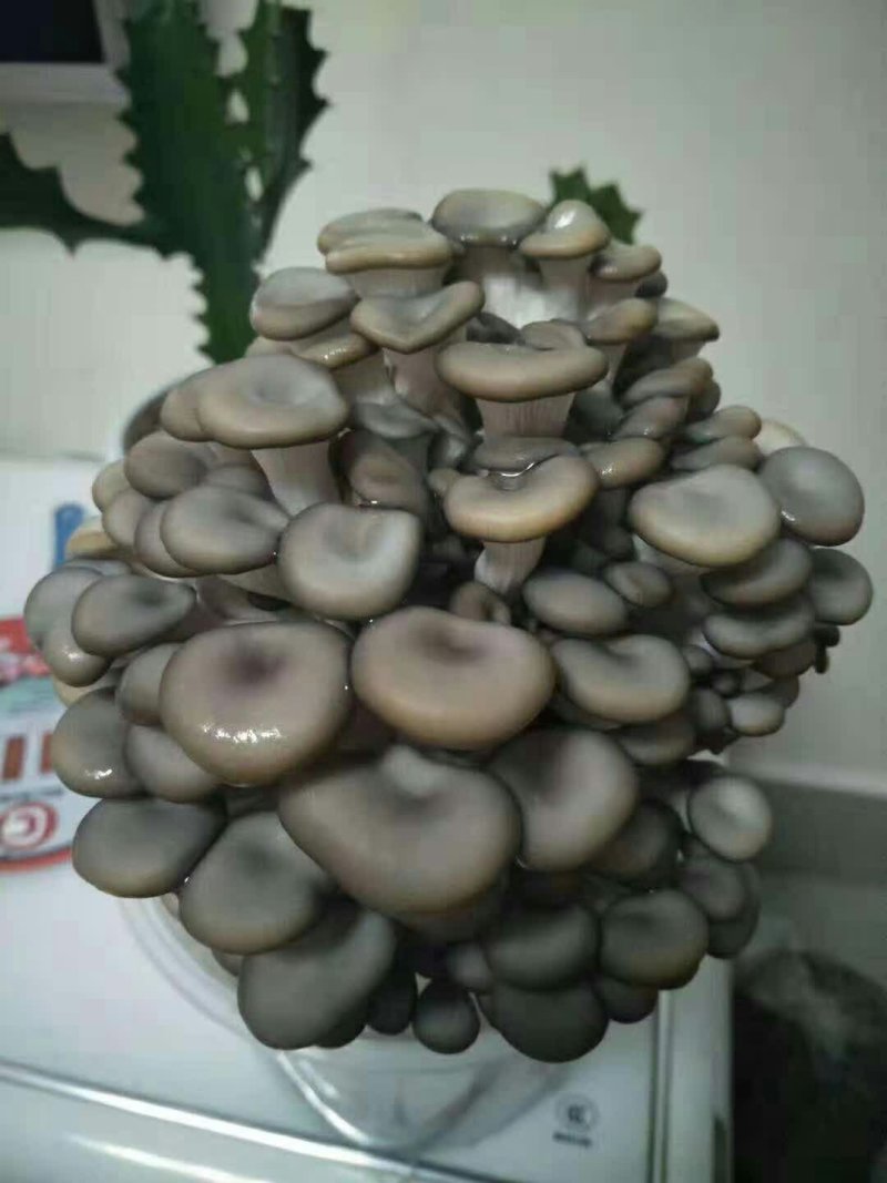 菌棒