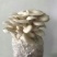 菌棒