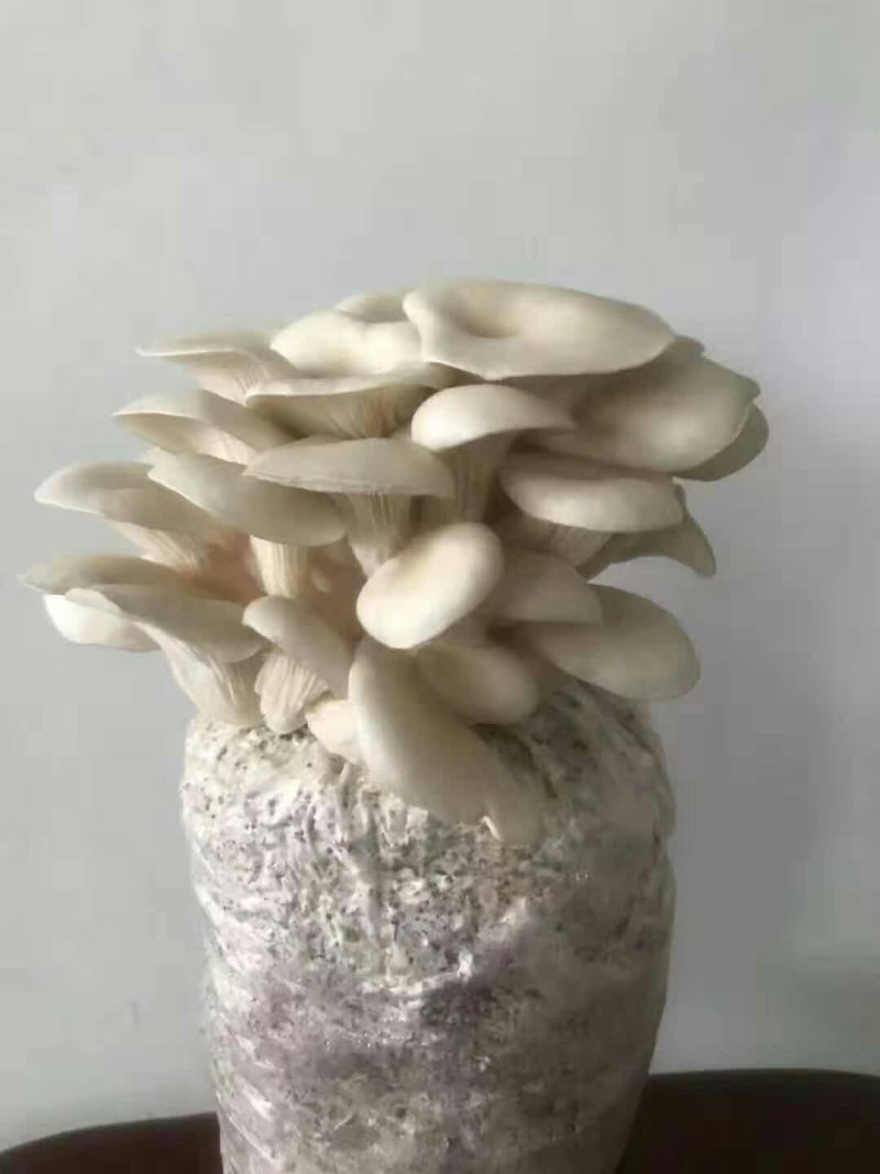 菌棒