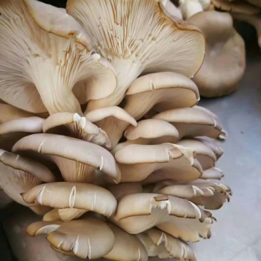 菌棒