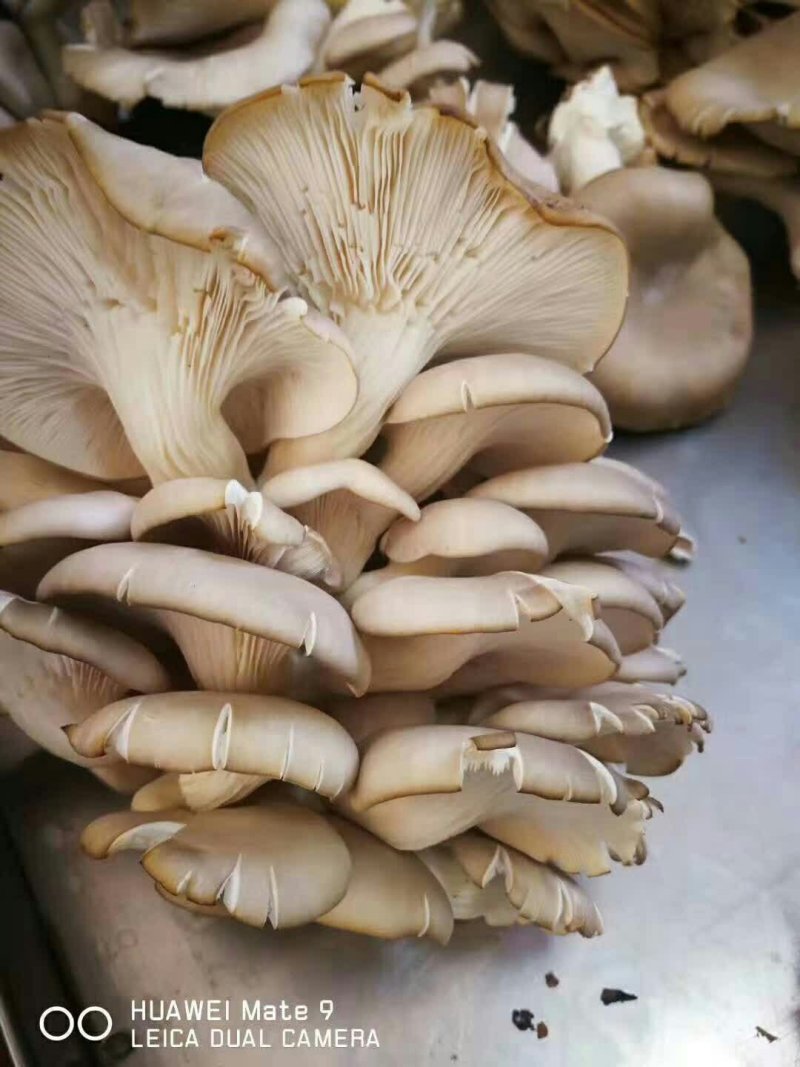 菌棒