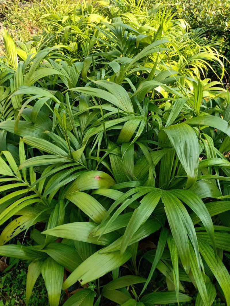 假槟榔苗风景树苗庭院种植