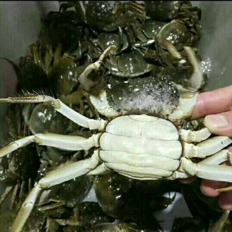 宝应湖清水大闸蟹