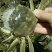 宝应湖清水大闸蟹