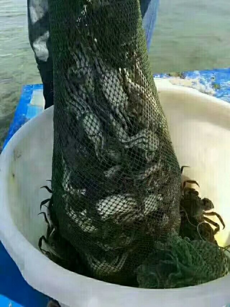 宝应湖清水大闸蟹