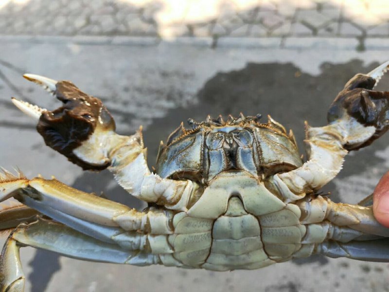 宝应湖清水大闸蟹