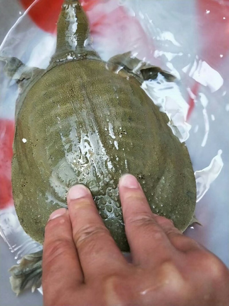 鳖
