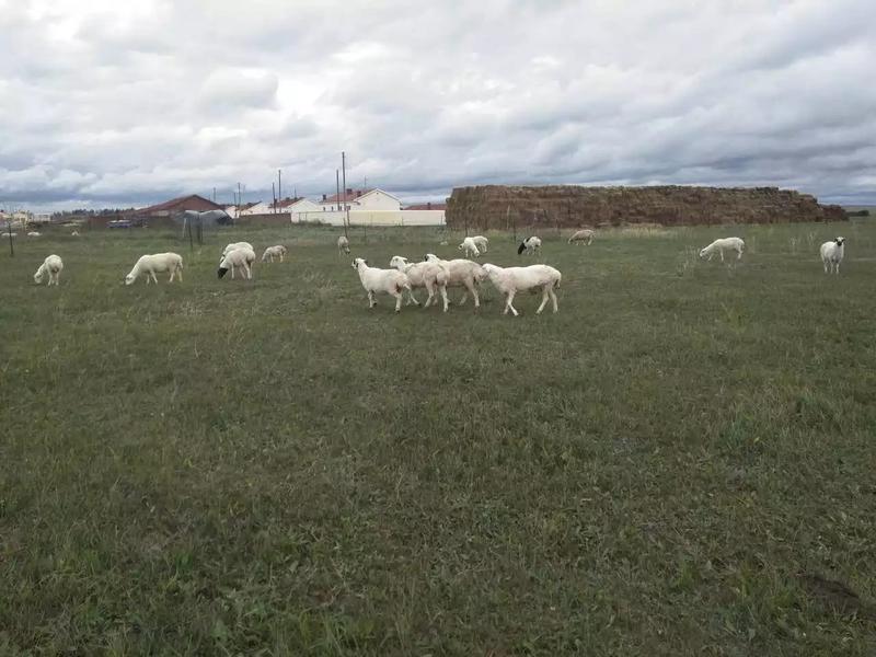 绵羊羔，纯草地绵羊羔子，，，，，，，，，