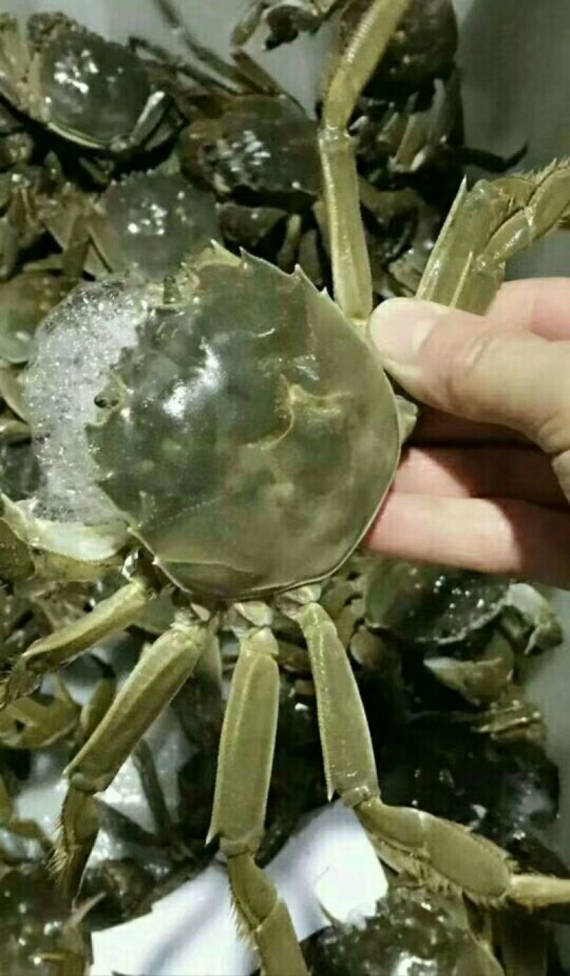 宝应湖清水大闸蟹