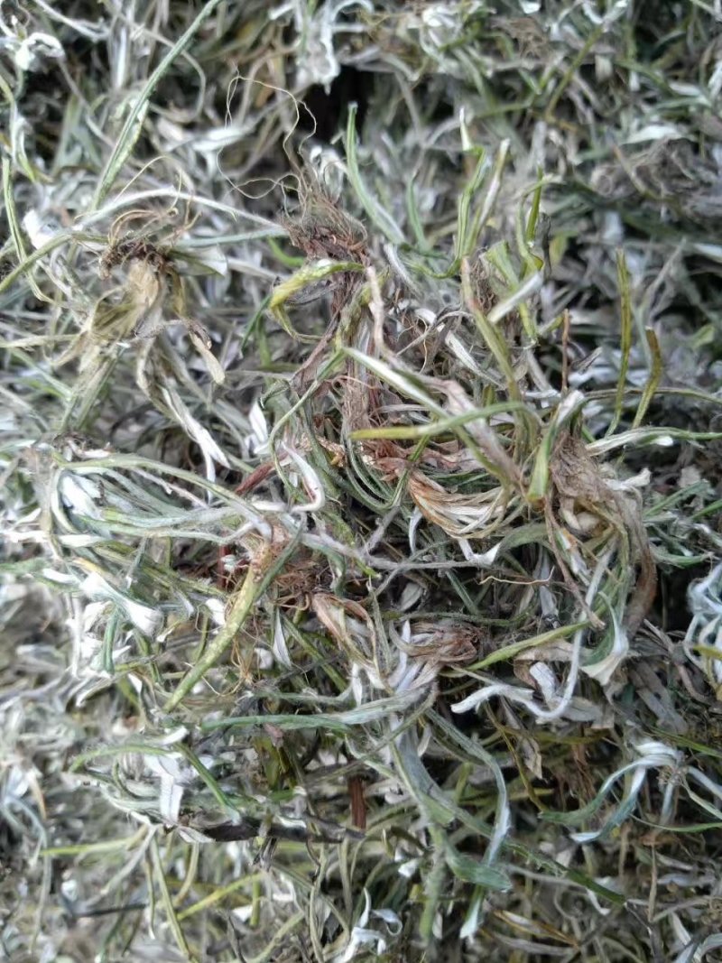 野生天青地白、水洗货足干、无霉无杂，产地货源