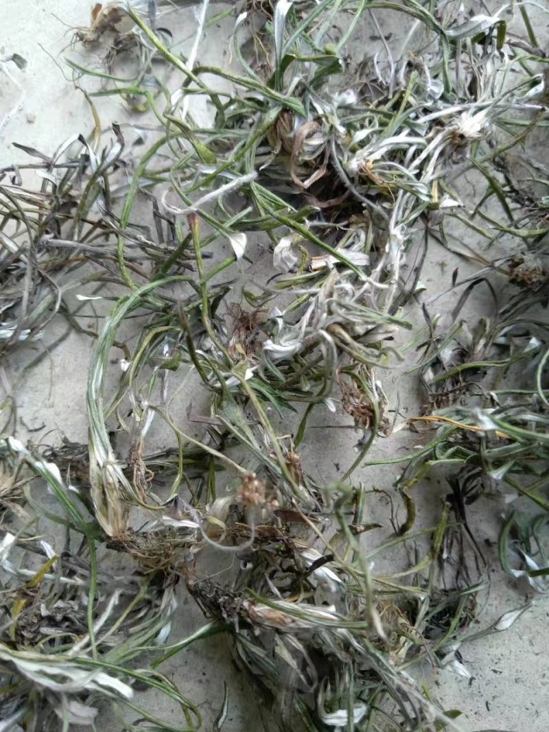 野生天青地白、水洗货足干、无霉无杂，产地货源