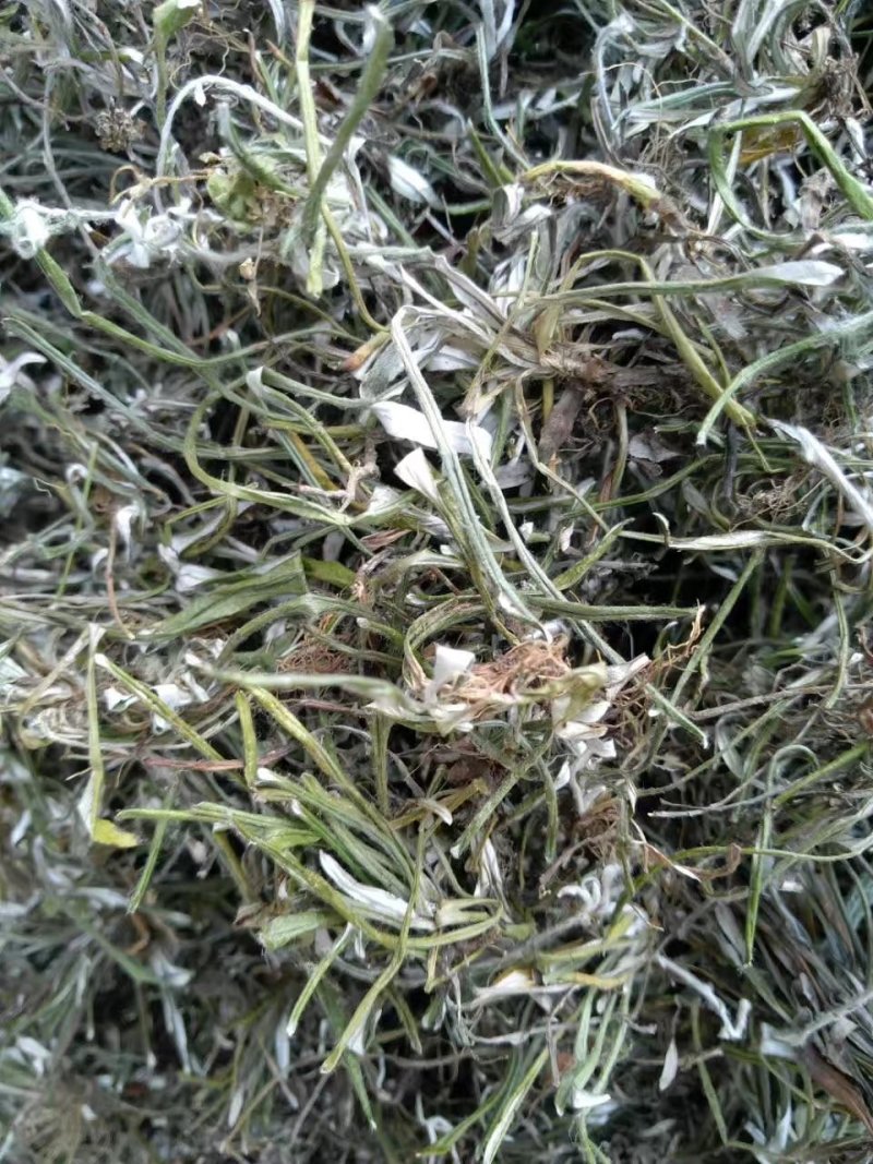 野生天青地白、水洗货足干、无霉无杂，产地货源