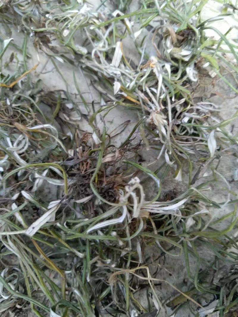 野生天青地白、水洗货足干、无霉无杂，产地货源