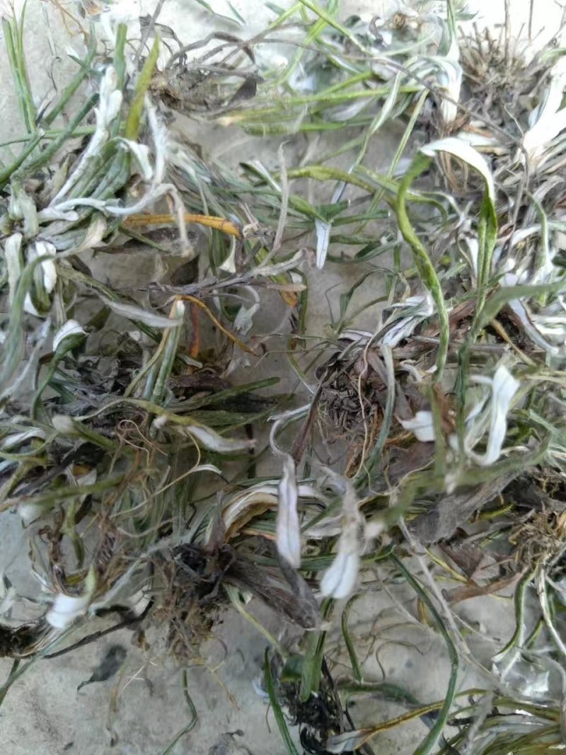 野生天青地白、水洗货足干、无霉无杂，产地货源