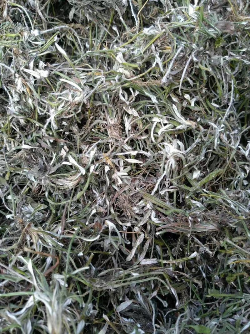 野生天青地白、水洗货足干、无霉无杂，产地货源